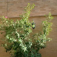 درختچه بنجامین سبز ۱۰سا له|گل و گیاه طبیعی|اصفهان, امامزاده اسماعیل|دیوار