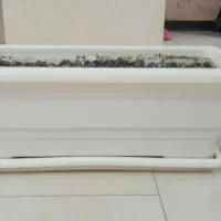 گلدان بزرگ|گل و گیاه طبیعی|محمدشهر, ولدآباد|دیوار