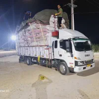 کاه گندم