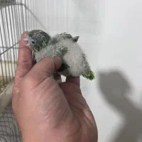 ملنگو رنگی خورشیدی راهب گرینچیک عروس|پرنده|شیراز, شهرک گلها|دیوار