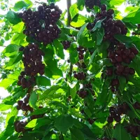 اجاره باغات گیلاس و آلبالو اسراعیلی