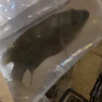 ماهی فلاور بزرگ و مولی مولد