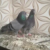 یک جفت سبز پاکستانی|پرنده|بندر گناوه, |دیوار