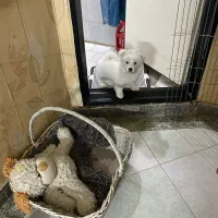 شیتزو دوماهه باهوش