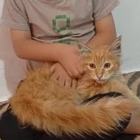 گربه جهت اهدا