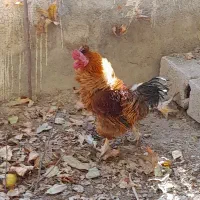 خروس خوشگل فرفری هم مرغی هم زینتی