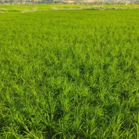 یک قطعه زمین کشاورزی به متراژ ۲۲۰۰ متر مربع