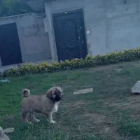 واگذاری سرابی ماده