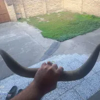 شاخ گاومیش اصل بکر