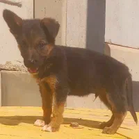 سگ ژرمن شیپرد جرمن کینگ سایز موکوتاه توله ( نر )|سگ|تهران, وردآورد|دیوار