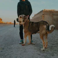 توله سراب عراقی