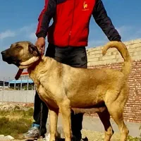 سگ ماده عراقی اصیل