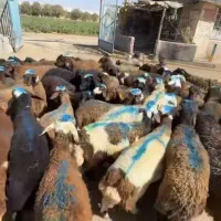 پونک جنت آباد صادقیه چیتگر کل تهران گوسفند زنده|حیوانات مزرعه|تهران, مرزداران|دیوار