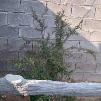 ویلا به متراژ ۲۰۰متر در روستای تخت اناری ..|فروش زمین و ملک کلنگی|گتوند, |دیوار