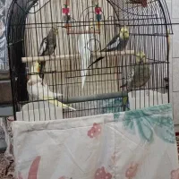 عروس هلندی فول دستی