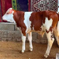 فروش فوق العاده