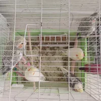 جوجه عروس های 4تا7ماهه