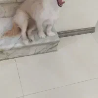 سگ اشپیتز|سگ|مشهد, امیر|دیوار