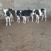 گاو گوساله