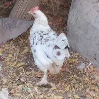 مرغ گلین|حیوانات مزرعه|اصفهان, وحید|دیوار