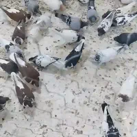کفتربوم ی دسته۴۵تایی رنگه یهودی آلمانی زدخوردی