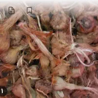 فروش پیاز زعفران