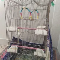 یک عدد عروس هلندی