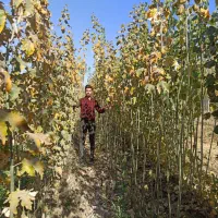 کسب و کار نهال|عمدهفروشی|میاندوآب, |دیوار