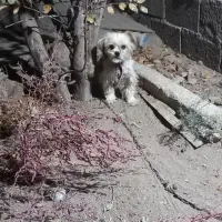 سگ ماده|سگ|خاروانا, |دیوار