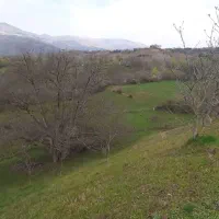 ۴ هزار متر زمین(باغ گردو)|فروش زمین و ملک کلنگی|برهسر, |دیوار