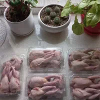 بلدرچین گوشتی|خوردنی و آشامیدنی|املش, |دیوار
