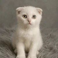 بچه گربه های سلامت iran cats|گربه|کرمانشاه, |دیوار