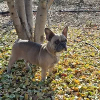 فرنچ بولداگ ماده|سگ|کرمانشاه, |دیوار