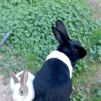 خرگوش نروماده همراه باقفس نو