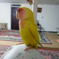 گمشده