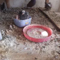 سرخ پرشی|پرنده|آران و بیدگل, |دیوار