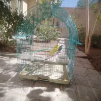 مرغ عشق