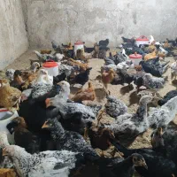 جوجه مرغ|خوردنی و آشامیدنی|مسجد سلیمان, |دیوار