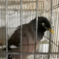 مرغ مینا نر سخنگو|پرنده|تهران, گمرک|دیوار