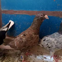 دو جفت کفتر هفترنگ قزوینی عطیقه قناری سهره