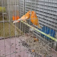 قناری سرخ|پرنده|زیباشهر, |دیوار