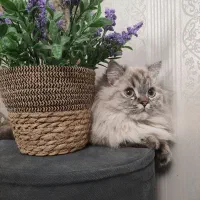 واگذاری گربه ۱ساله ماده بریتیش لانگ هیر