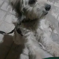 سگ تربیت شده شناسنامه دار|سگ|پاکدشت, پاکدشت (مامازند)|دیوار