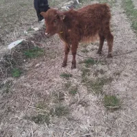 ورزا کچل|حیوانات مزرعه|رشت, حومه رشت|دیوار