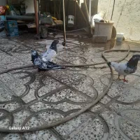 کبوتر تهرانی وکله ای دونه ۴۰۰|پرنده|آبدانان, |دیوار