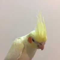 عروس هلندی لوتینو