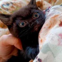 گربه های ناز|گربه|ساری, |دیوار