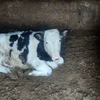 گوساله و گاو فروشی