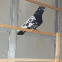 کله دم سیاه|پرنده|فرخشهر, |دیوار