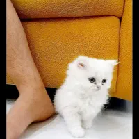 نینی کوچولوگربه|گربه|قم, پردیسان|دیوار